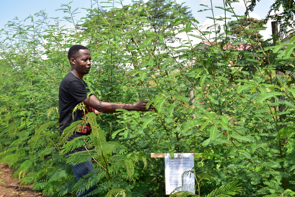 uganda-forest-planting