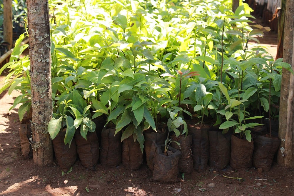 Saplings for a tree planting project in Uganda